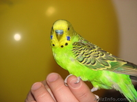 Попугай волнистый. Ручной. - <ro>Изображение</ro><ru>Изображение</ru> #1, <ru>Объявление</ru> #676161