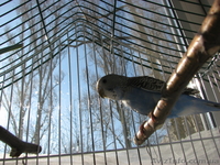 Продам птенца волнистого попугая - <ro>Изображение</ro><ru>Изображение</ru> #1, <ru>Объявление</ru> #1059705