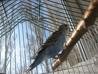 Продам птенца волнистого попугая - <ro>Изображение</ro><ru>Изображение</ru> #2, <ru>Объявление</ru> #1059705