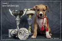 Выстовачный щенок  Девочки  Ам. Стафф. Терьер.,  - <ro>Изображение</ro><ru>Изображение</ru> #6, <ru>Объявление</ru> #284940