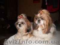 Продам щенки ши-тцу - <ro>Изображение</ro><ru>Изображение</ru> #3, <ru>Объявление</ru> #1071490