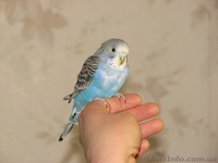 Попугай волнистый. Птенец. Ручная. - <ro>Изображение</ro><ru>Изображение</ru> #1, <ru>Объявление</ru> #1074624