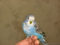 Попугай волнистый. Птенец. Ручная. - <ro>Изображение</ro><ru>Изображение</ru> #2, <ru>Объявление</ru> #1074624