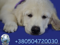 щенки золотистого ретривера от чемпионов - <ro>Изображение</ro><ru>Изображение</ru> #1, <ru>Объявление</ru> #1067056