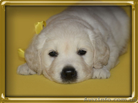 щенки золотистого ретривера от чемпионов - <ro>Изображение</ro><ru>Изображение</ru> #4, <ru>Объявление</ru> #1067056