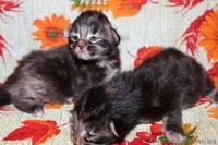 Котята менй-кун - <ro>Изображение</ro><ru>Изображение</ru> #2, <ru>Объявление</ru> #1097703