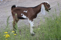 Козлик нубийский-93,5% - <ro>Изображение</ro><ru>Изображение</ru> #1, <ru>Объявление</ru> #1091298