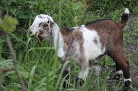 Козлик нубийский-93,5% - <ro>Изображение</ro><ru>Изображение</ru> #4, <ru>Объявление</ru> #1091298