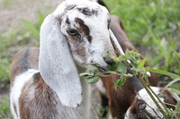 Козлик нубийский-93,5% - <ro>Изображение</ro><ru>Изображение</ru> #3, <ru>Объявление</ru> #1091298