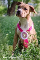 Продам стаффа Щенки свободные от атаксии  - <ro>Изображение</ro><ru>Изображение</ru> #1, <ru>Объявление</ru> #686992