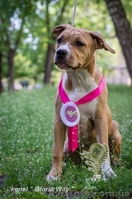 Продам стаффа Щенки свободные от атаксии  - <ro>Изображение</ro><ru>Изображение</ru> #2, <ru>Объявление</ru> #686992