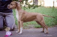 Продам стаффа Щенки свободные от атаксии  - <ro>Изображение</ro><ru>Изображение</ru> #4, <ru>Объявление</ru> #686992