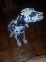 Продаем щенков Далматина родились 14 мая.для полной информации обращаться по тел - <ro>Изображение</ro><ru>Изображение</ru> #3, <ru>Объявление</ru> #1118561