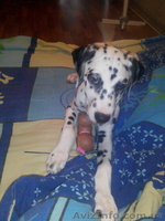 Продаем щенков Далматина родились 14 мая.для полной информации обращаться по тел - <ro>Изображение</ro><ru>Изображение</ru> #2, <ru>Объявление</ru> #1118561