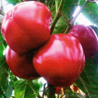 БОЛГАРСКИЙ перец и РАТУНДА - <ro>Изображение</ro><ru>Изображение</ru> #3, <ru>Объявление</ru> #1136425