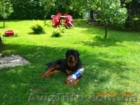 Аренда дачи для семейного отдыха  - <ro>Изображение</ro><ru>Изображение</ru> #8, <ru>Объявление</ru> #222224