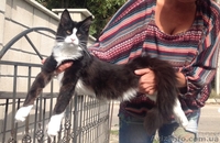 Мейн-куны 4 мес. Слонопотамские, черные, серебрянные, дымные, мрамора и солиды. - <ro>Изображение</ro><ru>Изображение</ru> #4, <ru>Объявление</ru> #1080732