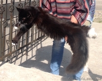 Мейн-куны 4 мес. Слонопотамские, черные, серебрянные, дымные, мрамора и солиды. - <ro>Изображение</ro><ru>Изображение</ru> #1, <ru>Объявление</ru> #1080732