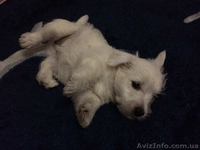 Щенок вест-хайленд-уайт-терьера, девочка - <ro>Изображение</ro><ru>Изображение</ru> #1, <ru>Объявление</ru> #1174804