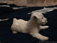 Щенок вест-хайленд-уайт-терьера, девочка - <ro>Изображение</ro><ru>Изображение</ru> #2, <ru>Объявление</ru> #1174804