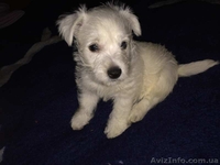 Щенок вест-хайленд-уайт-терьера, девочка - <ro>Изображение</ro><ru>Изображение</ru> #3, <ru>Объявление</ru> #1174804