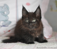 Мейн-кун котята - <ro>Изображение</ro><ru>Изображение</ru> #5, <ru>Объявление</ru> #1080530