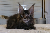 Мейн-кун котята - <ro>Изображение</ro><ru>Изображение</ru> #3, <ru>Объявление</ru> #1080530