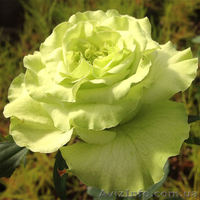 Саженцы роз, лучшие сорта, доставка по Украине. - <ro>Изображение</ro><ru>Изображение</ru> #5, <ru>Объявление</ru> #1300667