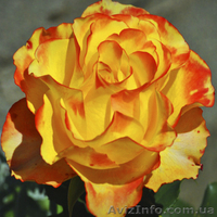 Саженцы роз, лучшие сорта, доставка по Украине. - <ro>Изображение</ro><ru>Изображение</ru> #4, <ru>Объявление</ru> #1300667