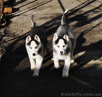 Сибирский хаски щенки. - <ro>Изображение</ro><ru>Изображение</ru> #7, <ru>Объявление</ru> #816858