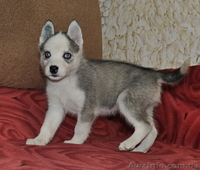 Сибирский хаски щенки. - <ro>Изображение</ro><ru>Изображение</ru> #6, <ru>Объявление</ru> #816858