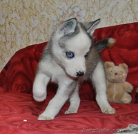 Сибирский хаски щенки. - <ro>Изображение</ro><ru>Изображение</ru> #5, <ru>Объявление</ru> #816858