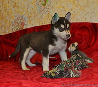 Сибирский хаски щенки. - <ro>Изображение</ro><ru>Изображение</ru> #4, <ru>Объявление</ru> #816858