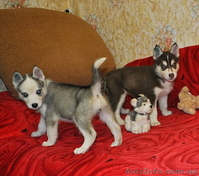 Сибирский хаски щенки. - <ro>Изображение</ro><ru>Изображение</ru> #2, <ru>Объявление</ru> #816858