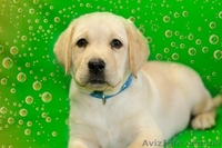 щенки лабрадора -  лучший антидепрессант - <ro>Изображение</ro><ru>Изображение</ru> #2, <ru>Объявление</ru> #967753