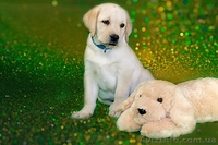 щенки лабрадора -  лучший антидепрессант - <ro>Изображение</ro><ru>Изображение</ru> #4, <ru>Объявление</ru> #967753