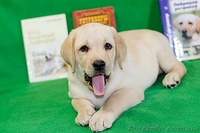 щенки лабрадора -  лучший антидепрессант - <ro>Изображение</ro><ru>Изображение</ru> #6, <ru>Объявление</ru> #967753