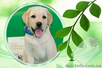 щенки лабрадора -  лучший антидепрессант - <ro>Изображение</ro><ru>Изображение</ru> #5, <ru>Объявление</ru> #967753