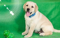 щенки лабрадора -  лучший антидепрессант - <ro>Изображение</ro><ru>Изображение</ru> #3, <ru>Объявление</ru> #967753