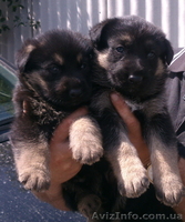 Продаются щенки немецкой овчарка рабочего разведения - <ro>Изображение</ro><ru>Изображение</ru> #1, <ru>Объявление</ru> #1463758