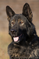 Продаются щенки немецкой овчарка рабочего разведения - <ro>Изображение</ro><ru>Изображение</ru> #3, <ru>Объявление</ru> #1463758