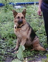 Продаются щенки немецкой овчарка рабочего разведения - <ro>Изображение</ro><ru>Изображение</ru> #4, <ru>Объявление</ru> #1463758