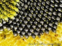 Масло подсолнечное оптом п Новоелизаветовка  - <ro>Изображение</ro><ru>Изображение</ru> #2, <ru>Объявление</ru> #1509031