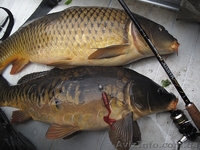 Продам живую рыбу (карп) навес 1,200-1,700 кг.т.0665060710 - <ro>Изображение</ro><ru>Изображение</ru> #1, <ru>Объявление</ru> #1523279