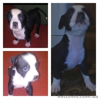 Щенки стаффордширского теръера! Срочно требуют любящие руки.Димитров - <ro>Изображение</ro><ru>Изображение</ru> #2, <ru>Объявление</ru> #1537555