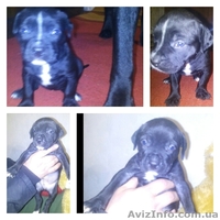 Щенки стаффордширского теръера! Срочно требуют любящие руки.Димитров - <ro>Изображение</ro><ru>Изображение</ru> #3, <ru>Объявление</ru> #1537555