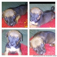 Щенки стаффордширского теръера! Срочно требуют любящие руки.Димитров - <ro>Изображение</ro><ru>Изображение</ru> #4, <ru>Объявление</ru> #1537555