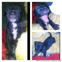 Щенки стаффордширского теръера! Срочно требуют любящие руки.Димитров - <ro>Изображение</ro><ru>Изображение</ru> #5, <ru>Объявление</ru> #1537555