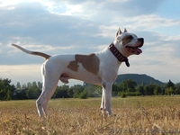 Щенки стаффордширского теръера! Срочно требуют любящие руки.Димитров - <ro>Изображение</ro><ru>Изображение</ru> #8, <ru>Объявление</ru> #1537555