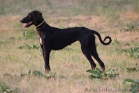 Продаются щенки Тазы (Казахская борзая) - <ro>Изображение</ro><ru>Изображение</ru> #1, <ru>Объявление</ru> #1556482